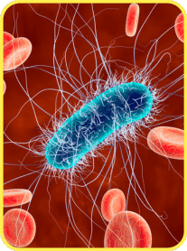 Anti-Bacterial & Anti-Fungal