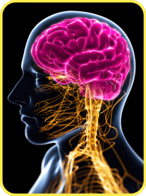 Improve Brain Health