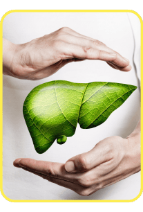Liver Support